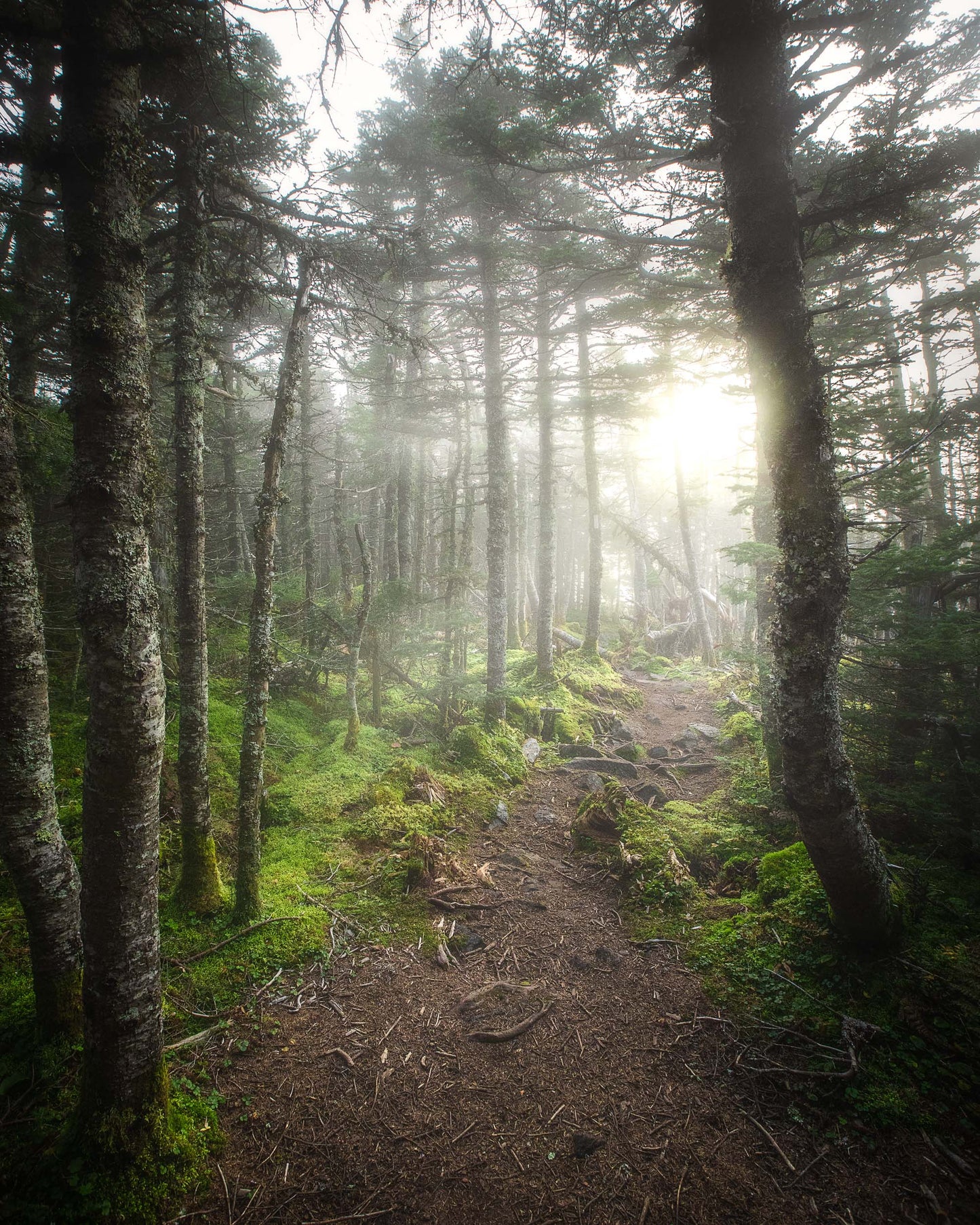 Misty Appalachian Trail