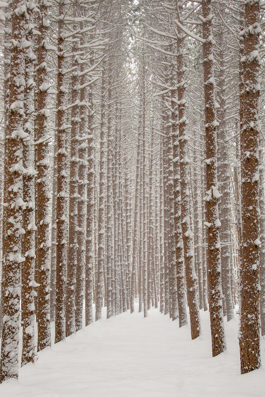 First Snow in the Woods