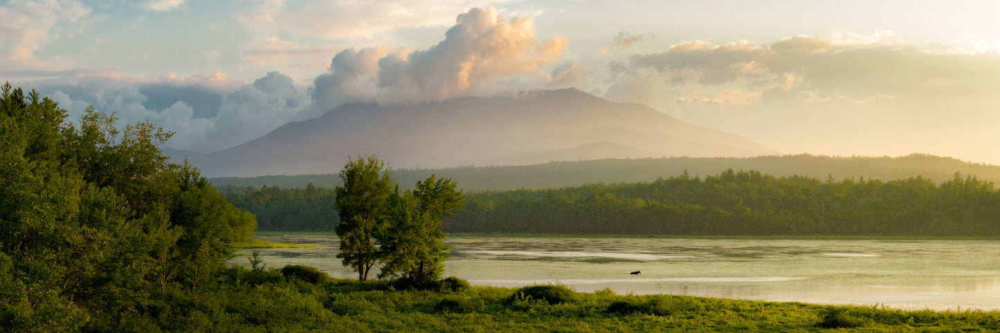 Maine Magnum Opus - Moose Panorama