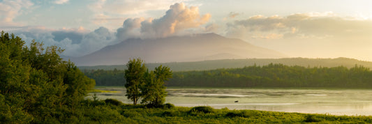 Maine Magnum Opus - Moose Panorama