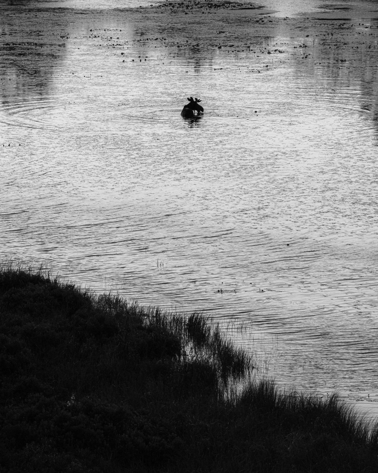 Maine Magnum Opus - B&W Moose #003