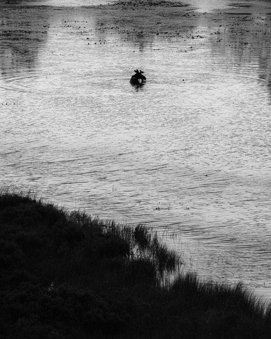 Maine Magnum Opus - B&W Moose #003