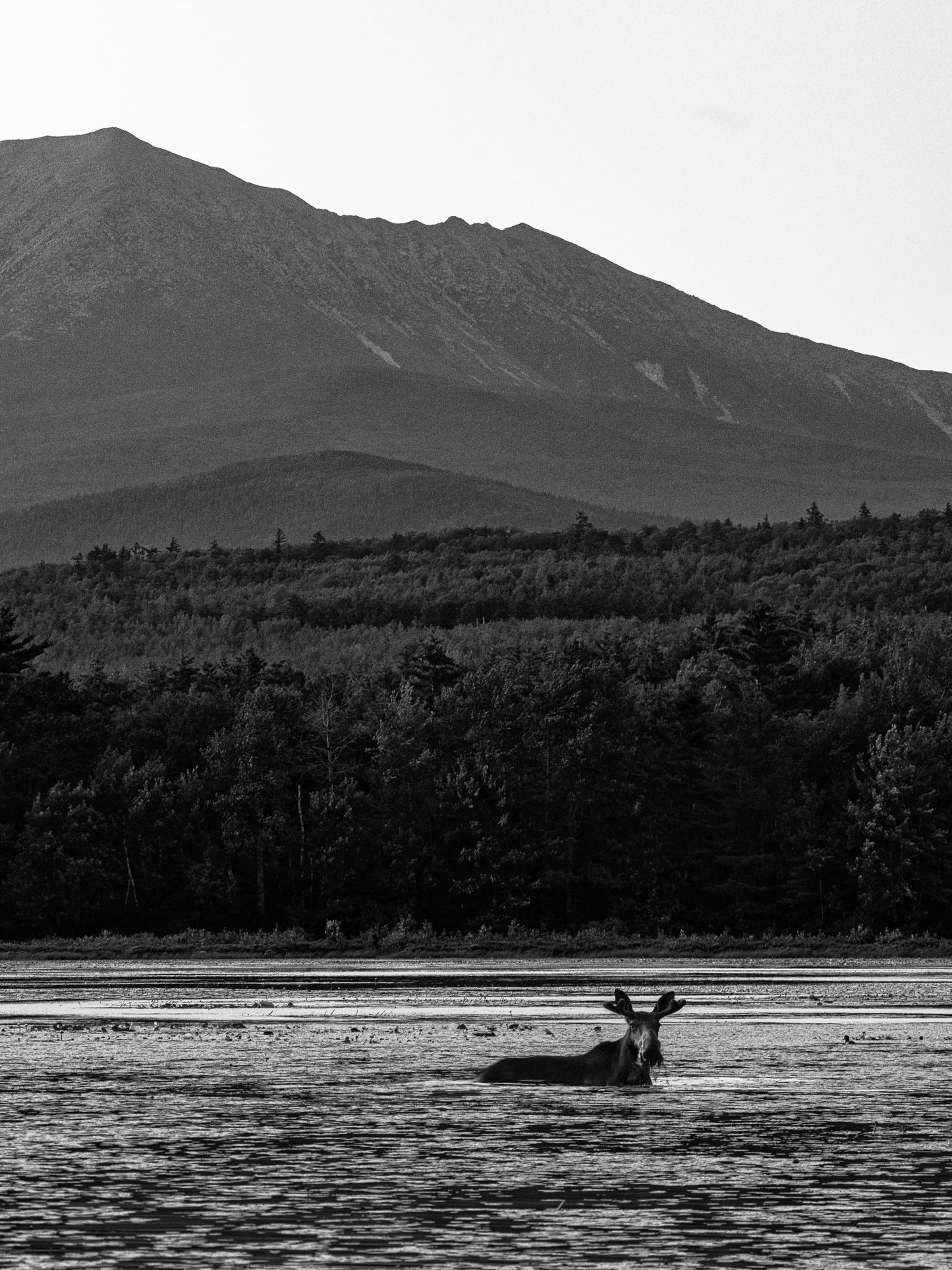 Maine Magnum Opus - B&W Moose #004