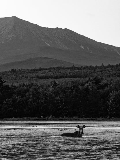 Maine Magnum Opus - B&W Moose #004